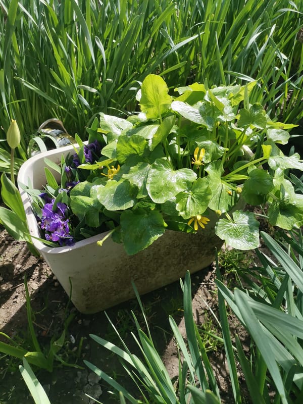 Spring garden displays bloom in Obrochishte, Bulgaria