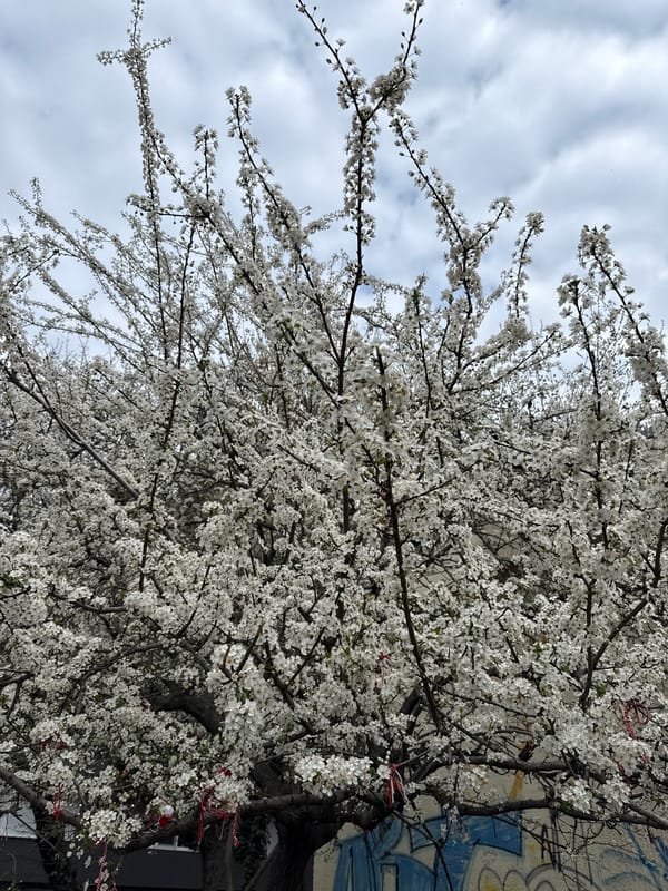 Morning moments in Varna: puppy playing, spring blooms
