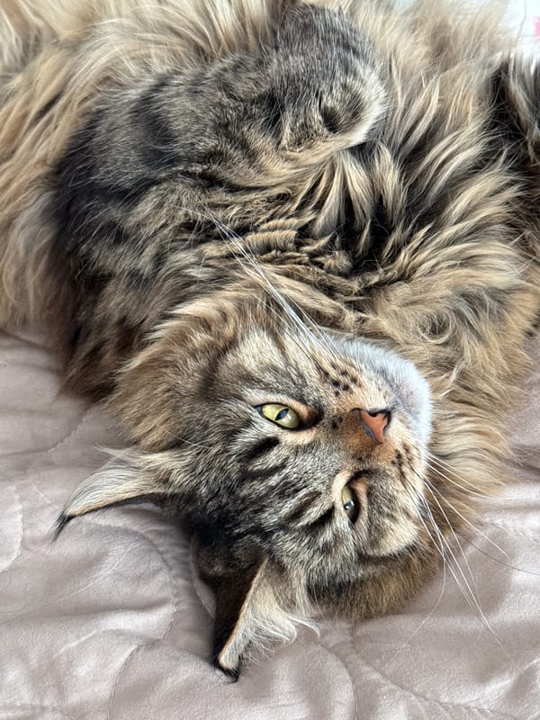 Tabby cat rests on quilted surface in Izhevsk