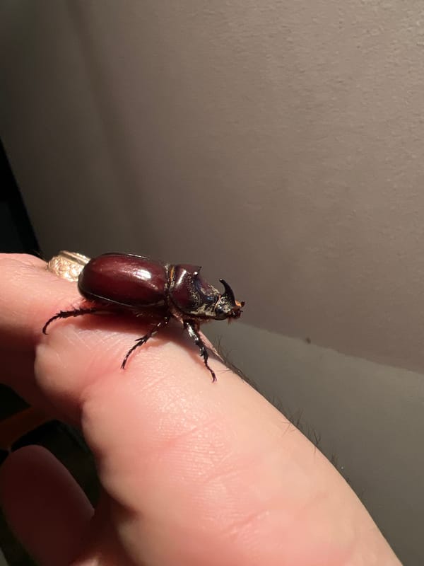 Rhinoceros beetle up close in Tiraspol