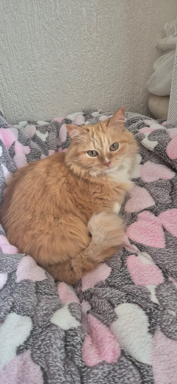 Orange cat spotted resting in cardboard box indoors