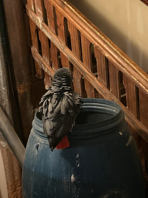 Indoor scenes with parrot and restaurant captured in Strelcha