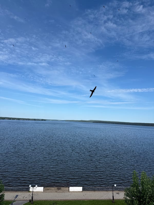 Morning bird flight captured over Votkinsk Reservoir, Russia