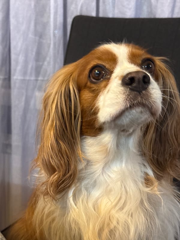 Cavalier King Charles Spaniel photographed in Sofia apartment