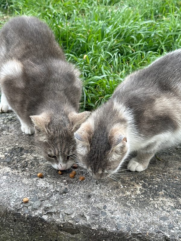 Stray cats feeding outdoors in Bulgarian city