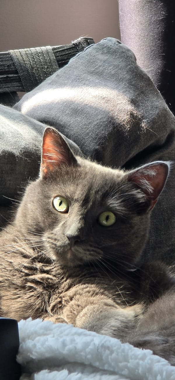 Gray cat relaxing indoors in Vratsa, Bulgaria