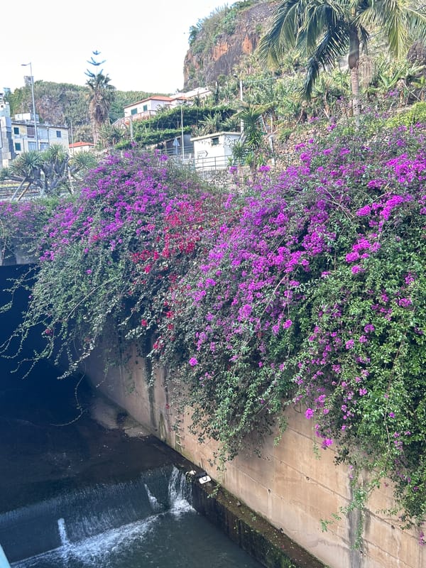 Spring flowers bloom across Câmara de Lobos residential areas