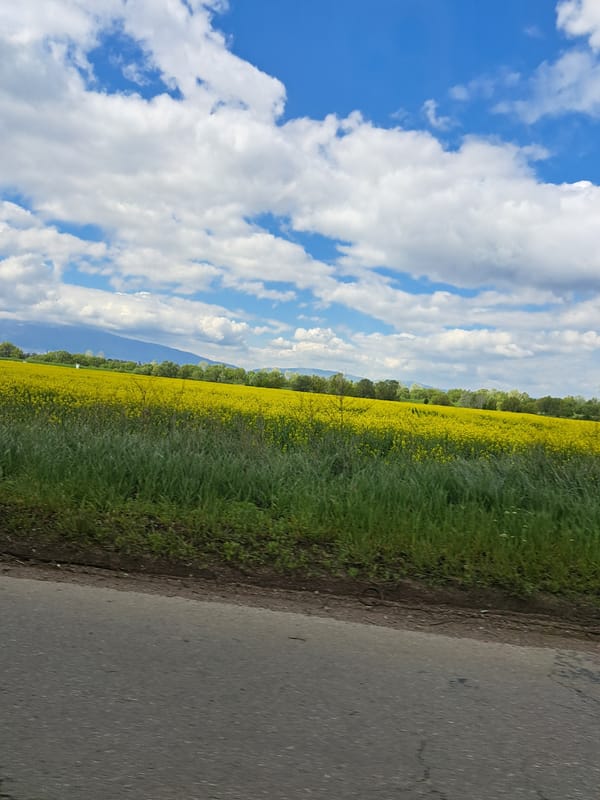 Yellow flower field spotted beside road in Chepintsi, Bulgaria