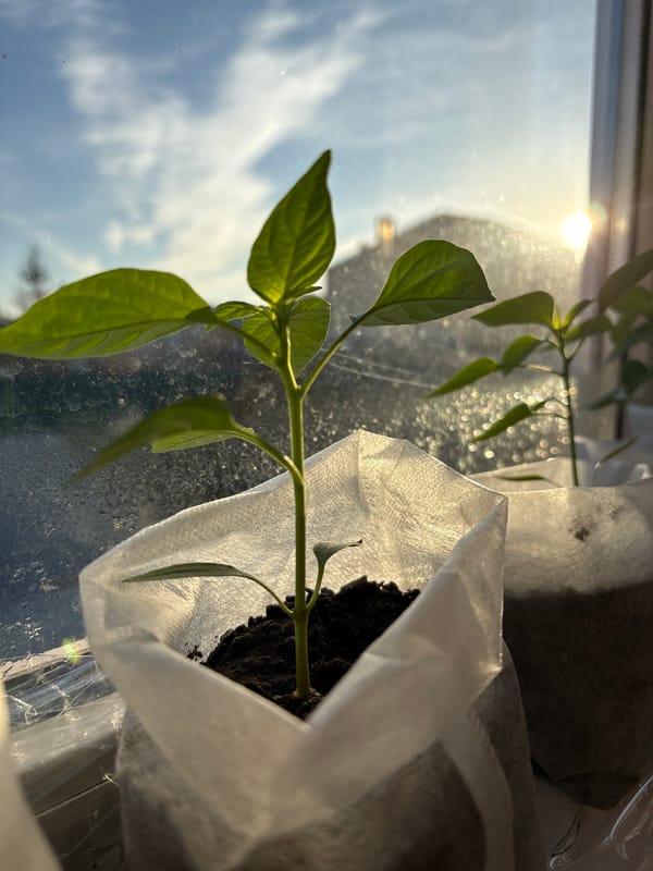 Morning life documented in Ulyanovsk: gardening and city views