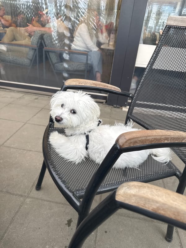 White dog rests on chair in Targovishte park