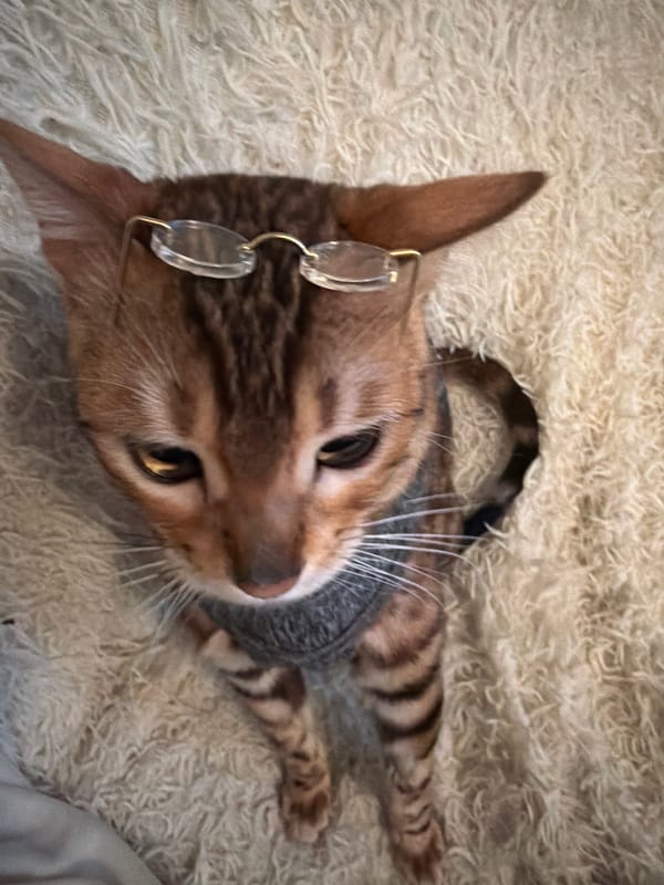 Dressed cat spotted wearing sweater and glasses in Saint Petersburg