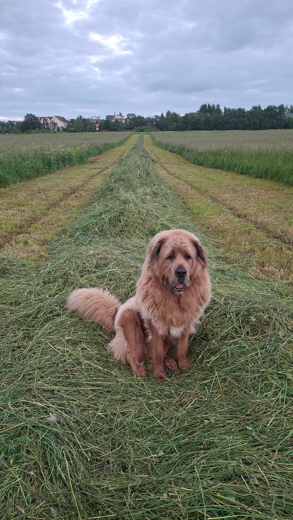 Fluffy tan dog roams a mowed hayfield in rural Russia