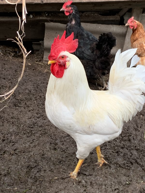 Backyard life in rural Kavalerovo: chickens, flowers, and fruit trees