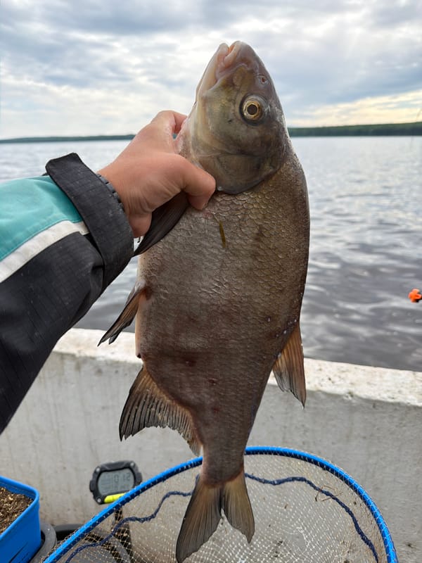 Angler catches large bream fish in Chaikovsky, Russia