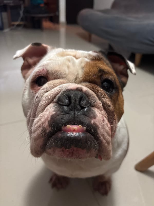 English Bulldogs at home in Mexico City