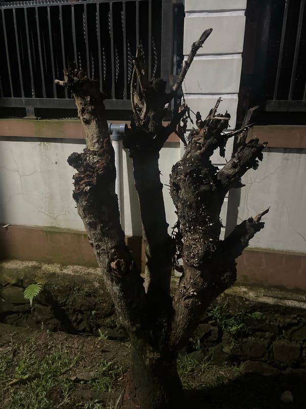 Nighttime tree scene documented in Binong, Indonesia