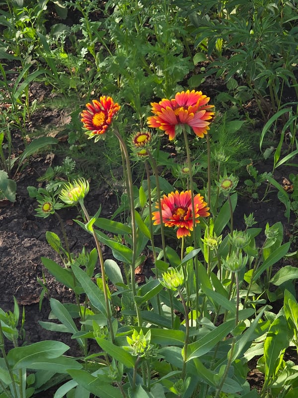 Summer garden in full bloom, Petrushenko, Russia