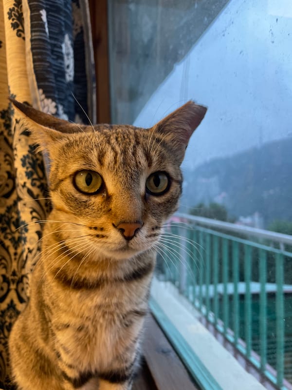 Cats, roses, and beads on a misty Bhagsu afternoon