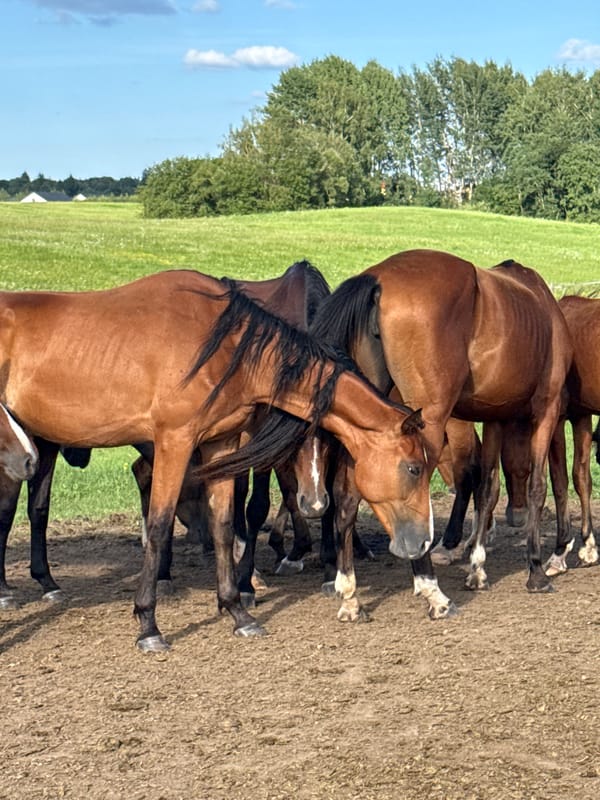 Herd of horses in a dusty field, Galinė, Lithuania