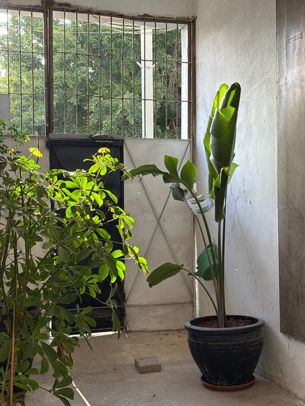 Tel Aviv residents document plants and pride flags Monday