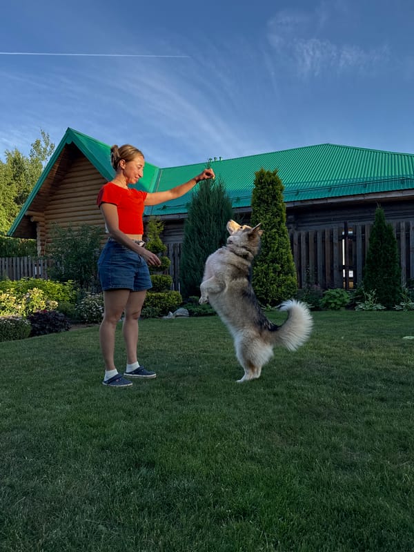 Lazy summer afternoon at a Russian dacha with a dog