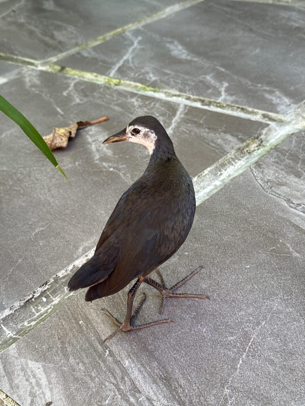 White-headed munia bird drinks from purple cup in Bali
