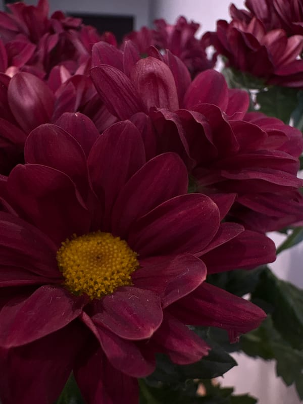 Dark purple chrysanthemums photographed in Kazan, Russia