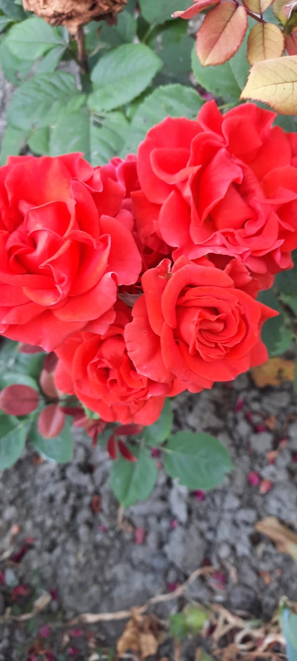 Summer garden blooms in close-up, Bocani Moldova
