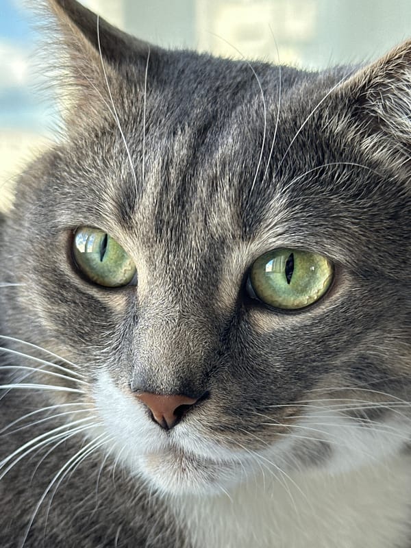 Lazy cat day with blue skies and flying birds