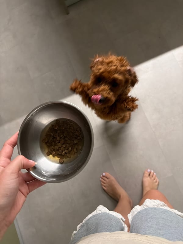 Feeding time and playtime with a brown poodle in Sofia