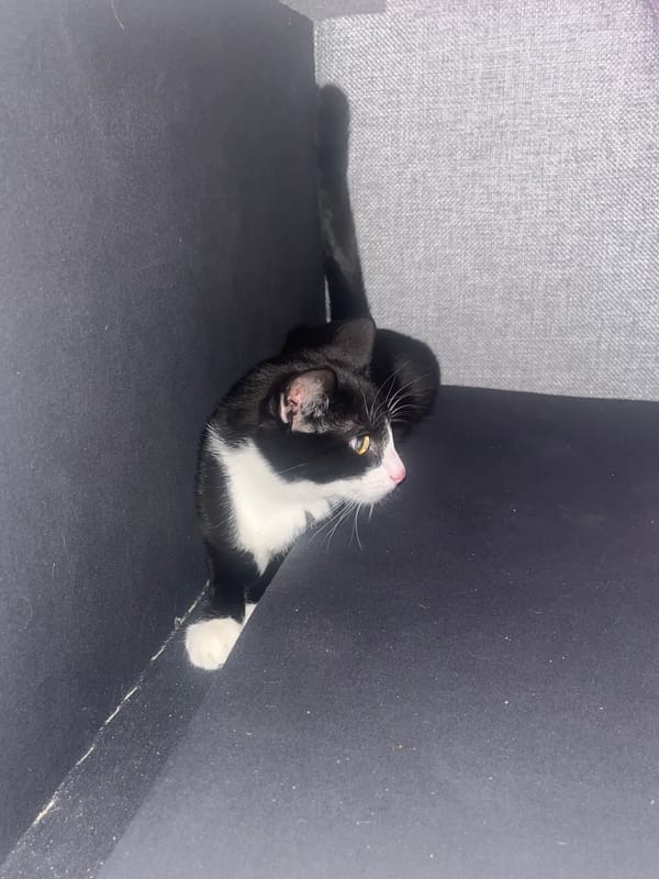 Woman plays with tuxedo cat in Saint Petersburg home
