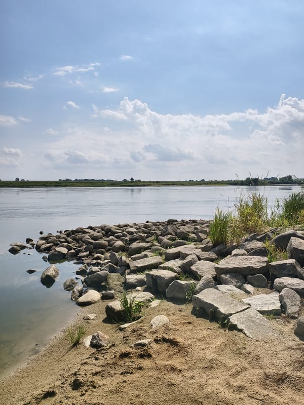 Vistula riverbank and wildflower meadows, Tczew, summer morning