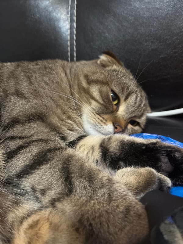 Scottish Fold tabby napping on a black leather couch in Semyonov