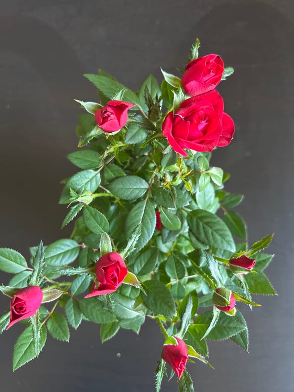 Miniature red roses blooming captured in Sofia, Bulgaria