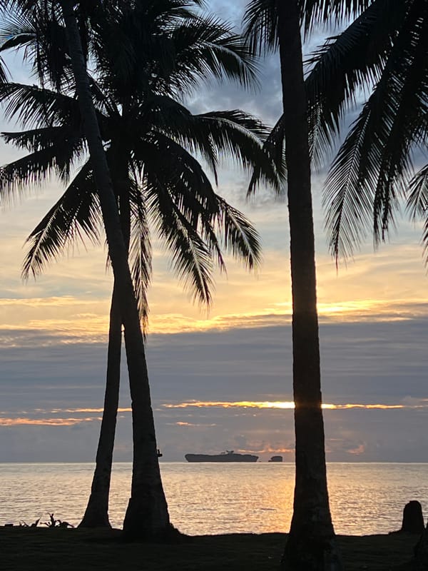 Sunset palms and cats feeding in General Luna