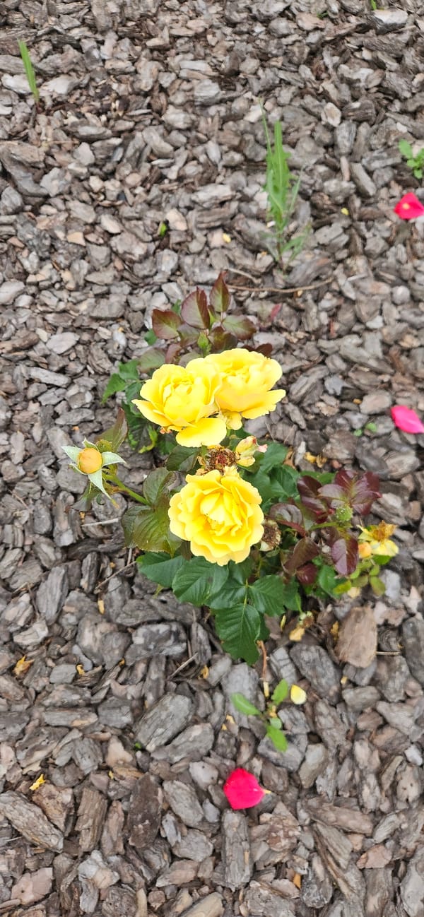 Roses, mushrooms, and blooms in a Russian garden