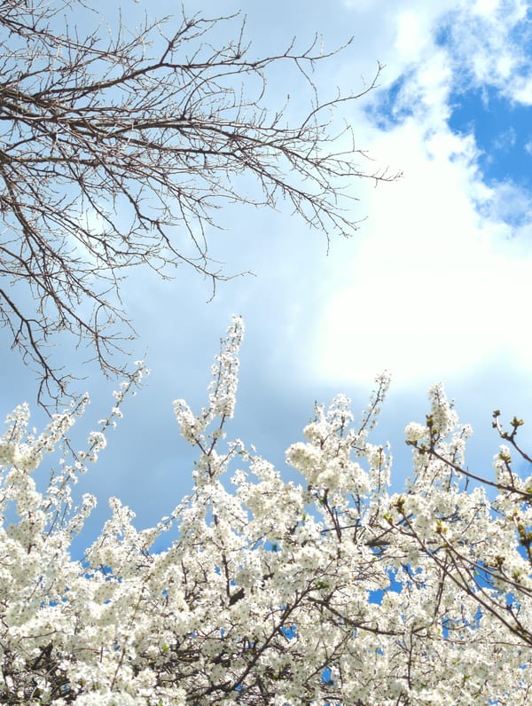 Spring scenes documented in Razgrad: blooming tree, building photography
