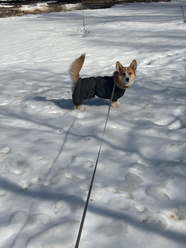 Corgi in winter coat plays in snow in Votkinsk