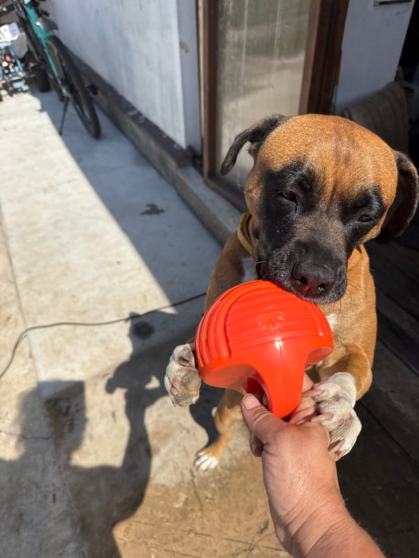 Day off with boxer dog playtime in Chaikovsky