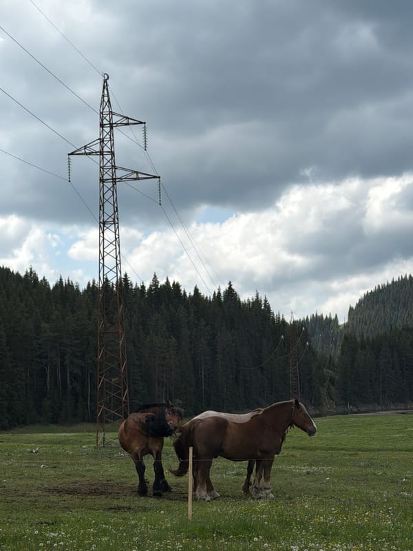 Horses graze near power lines in Bulgarian countryside