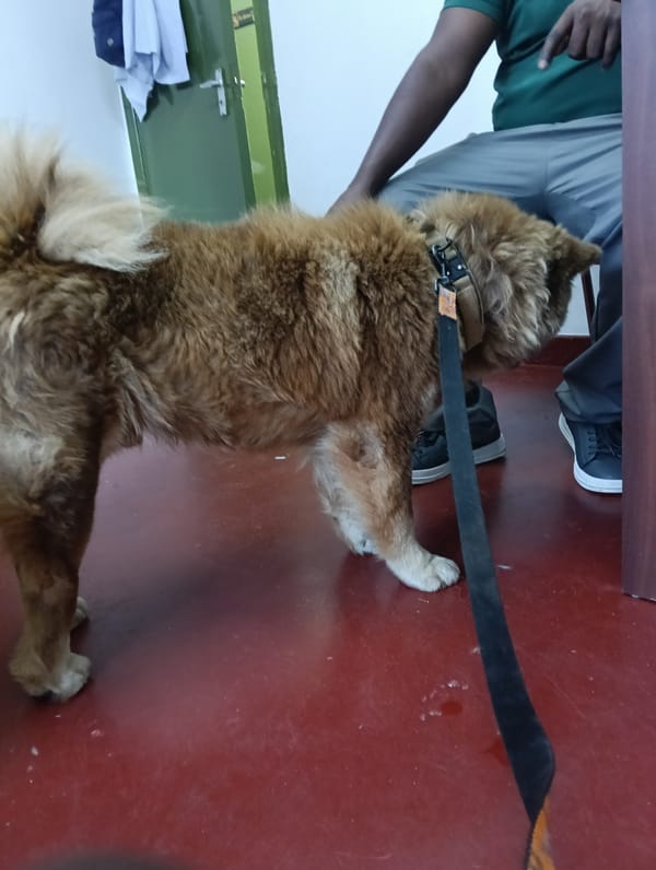 Pets observed in Nairobi indoor facility during afternoon