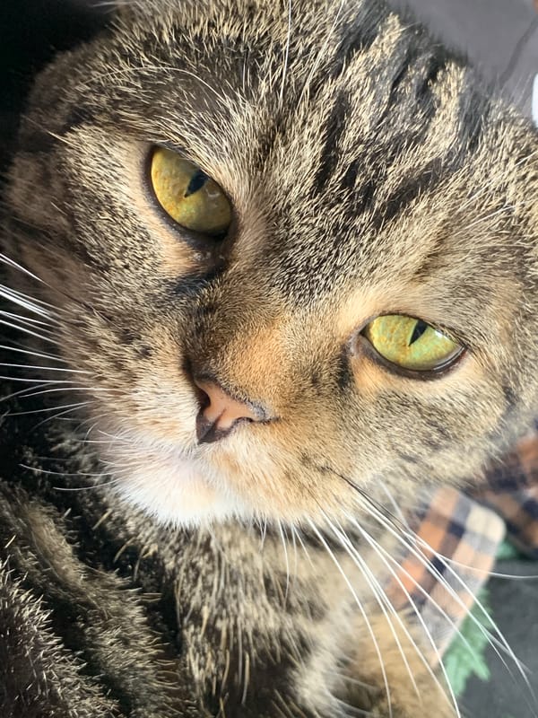 Pet owner documents quiet moments with tabby cat, rats