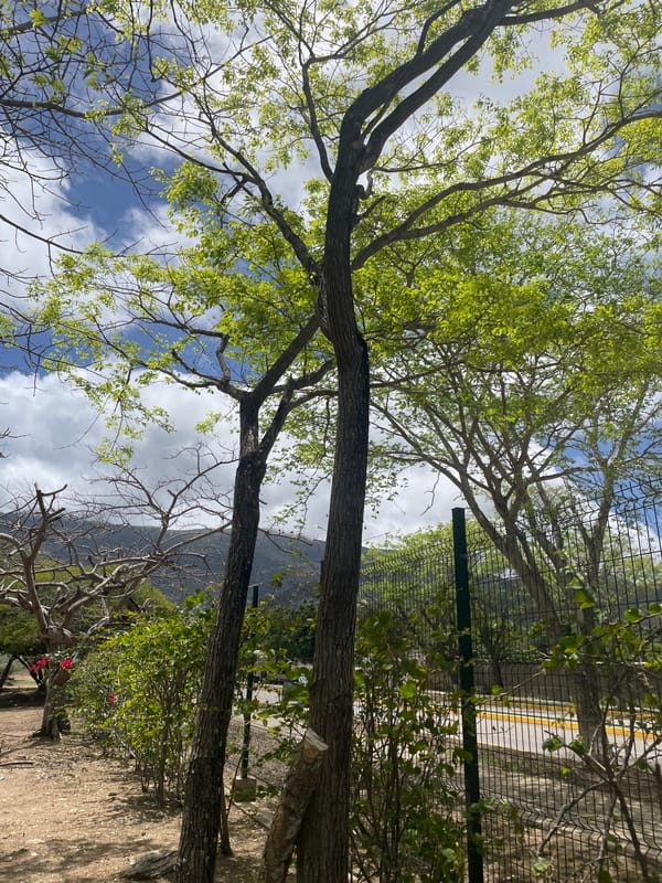 Afternoon walk documented through El Valle del Espíritu Santo, Venezuela