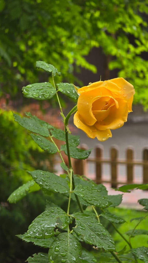 Morning garden rose blooms in Kyiv