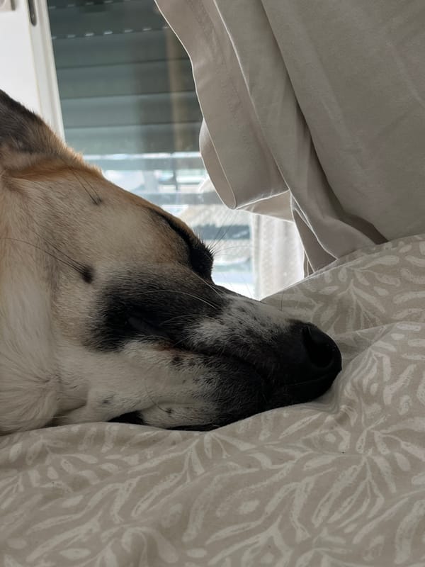 Dog rests in bedding by window in Tel Aviv