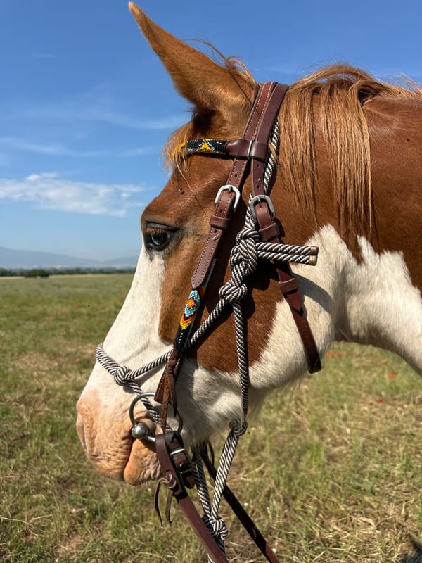 Horses photographed in Bulgarian meadow during morning hours