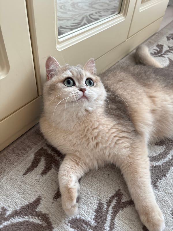 Casual morning snapshots captured across Chaikovsky, Russia