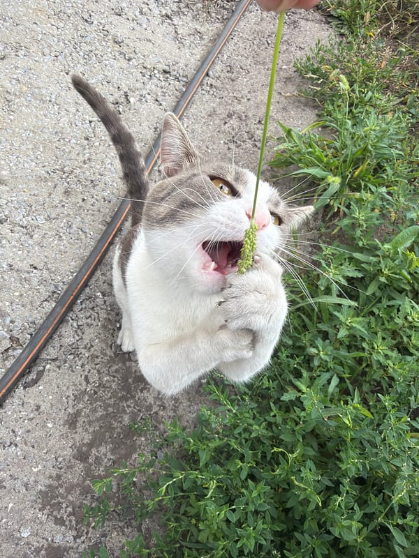 Cat and garden, summer morning in Novosibirsk