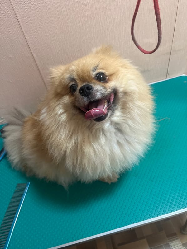 Two small dogs chilling on a grooming table