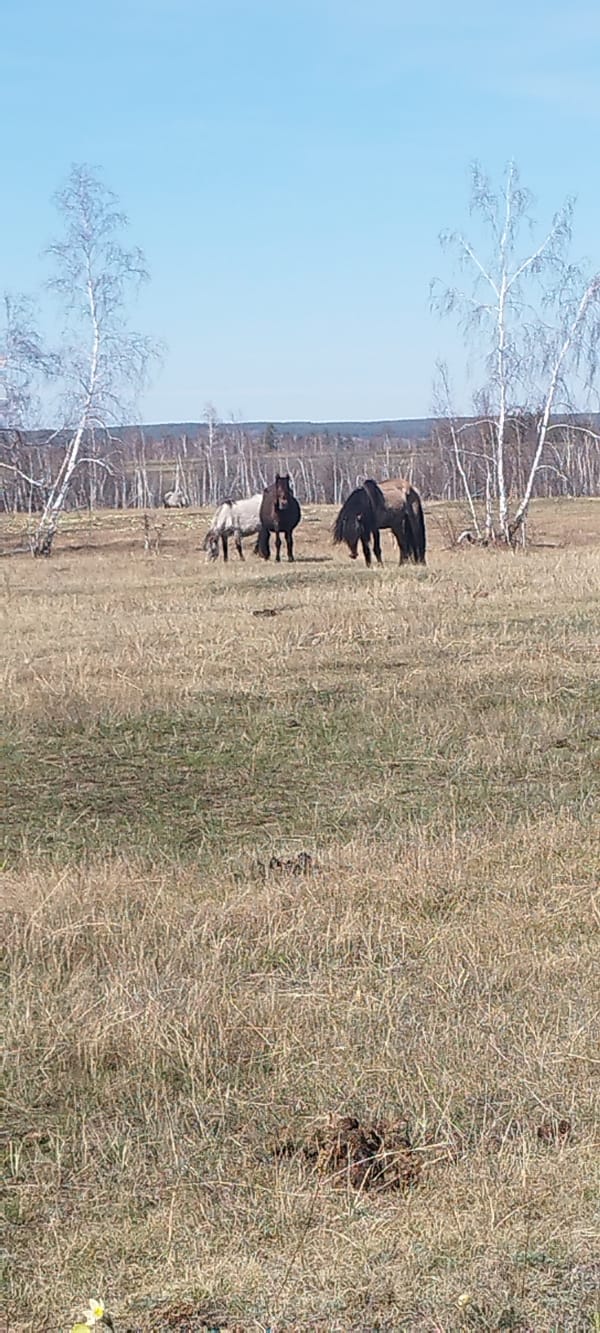 Three horses graze in field near Syrdakh, Russia